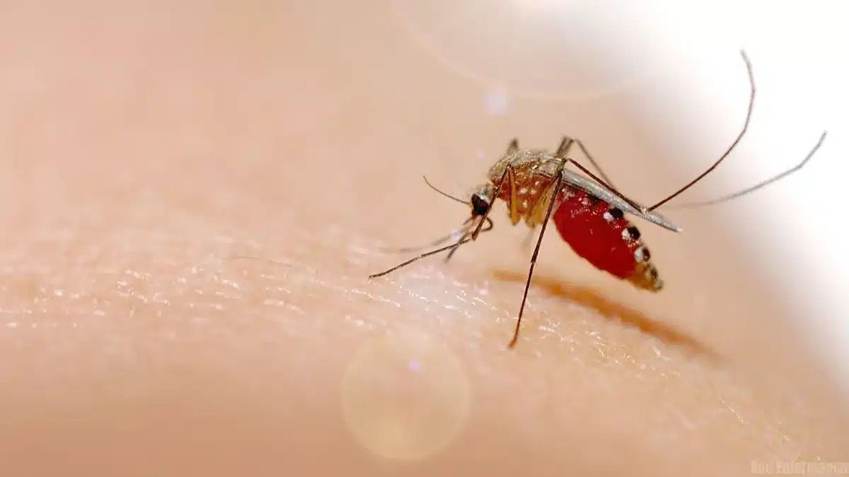 Ampliação-da-vacinação-contra-dengue-busca-evitar-desperdício-de-doses