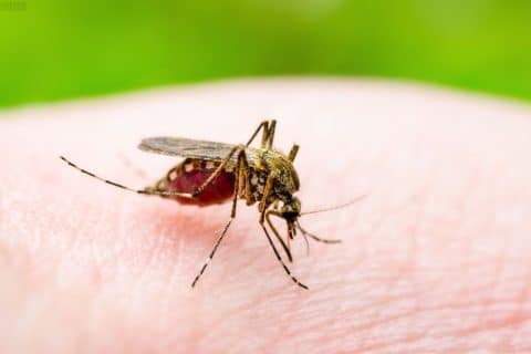 Brasil anuncia primeira vacina totalmente nacional e de dose única contra a dengue