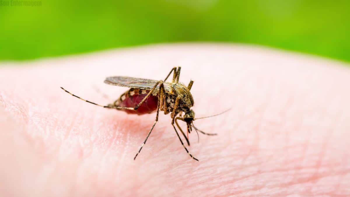 Brasil anuncia primeira vacina totalmente nacional e de dose única contra a dengue