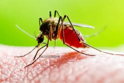 Brasil registra aumento preocupante de casos de Dengue em Janeiro de 2025