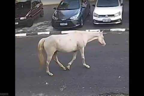 Cavalo percorre quilômetros e retorna sozinho a hospital veterinário onde foi tratado