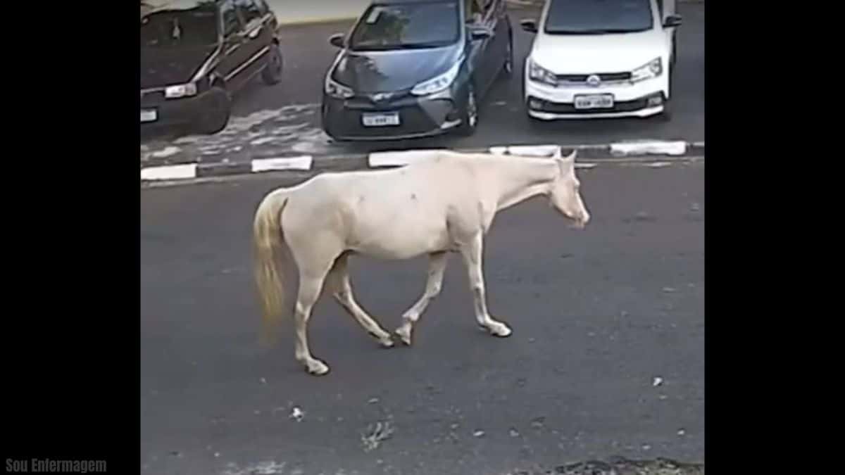 Cavalo percorre quilômetros e retorna sozinho a hospital veterinário onde foi tratado
