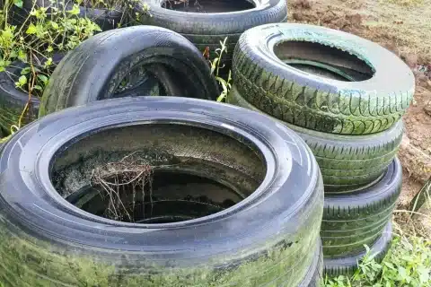 Filipinas pagam moradores para capturar mosquitos da dengue