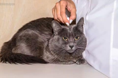 Planos de Saúde para pets um investimento em bem-estar e qualidade de vida