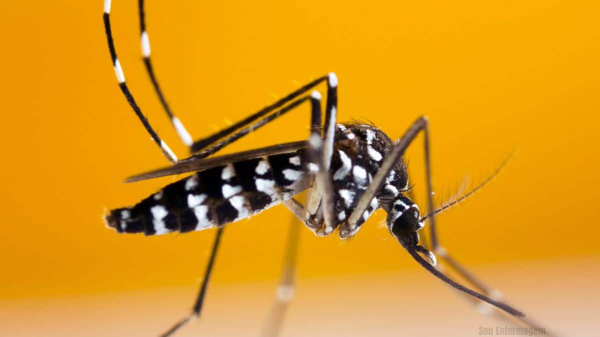 São Paulo confirma primeira morte por chikungunya em 2025 e acende alerta para combate ao mosquito