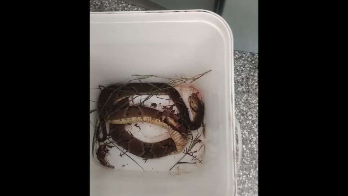 Trabalhador é picado por jararaca durante intervalo de almoço
