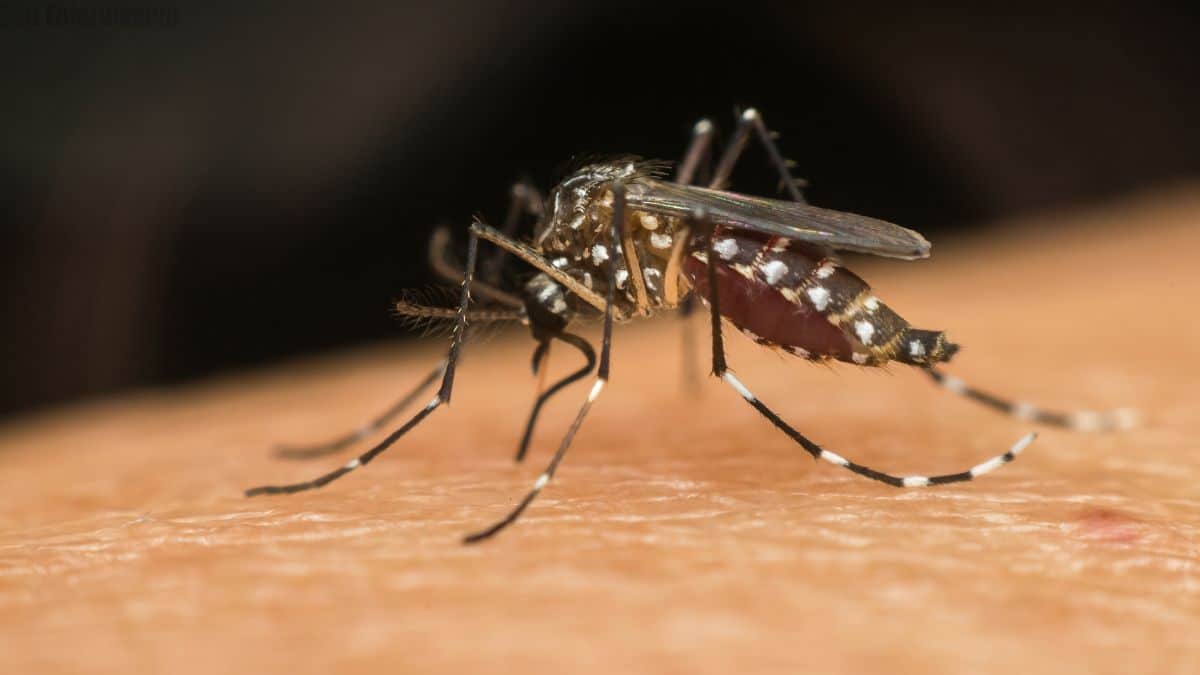 Adolescente de 17 anos morre em Pouso Alegre com suspeita de dengue grave e mobiliza autoridades de saúde