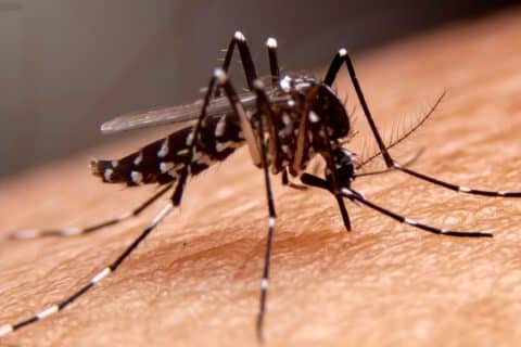 Brasil ultrapassa marca de 1 milhão de casos prováveis de dengue em 2025 e acende alerta nacional