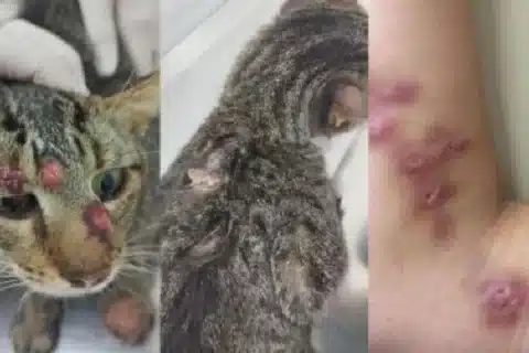 Doença de gato avança em Cuiabá e preocupa especialistas: risco de transmissão para humanos acende alerta sanitário