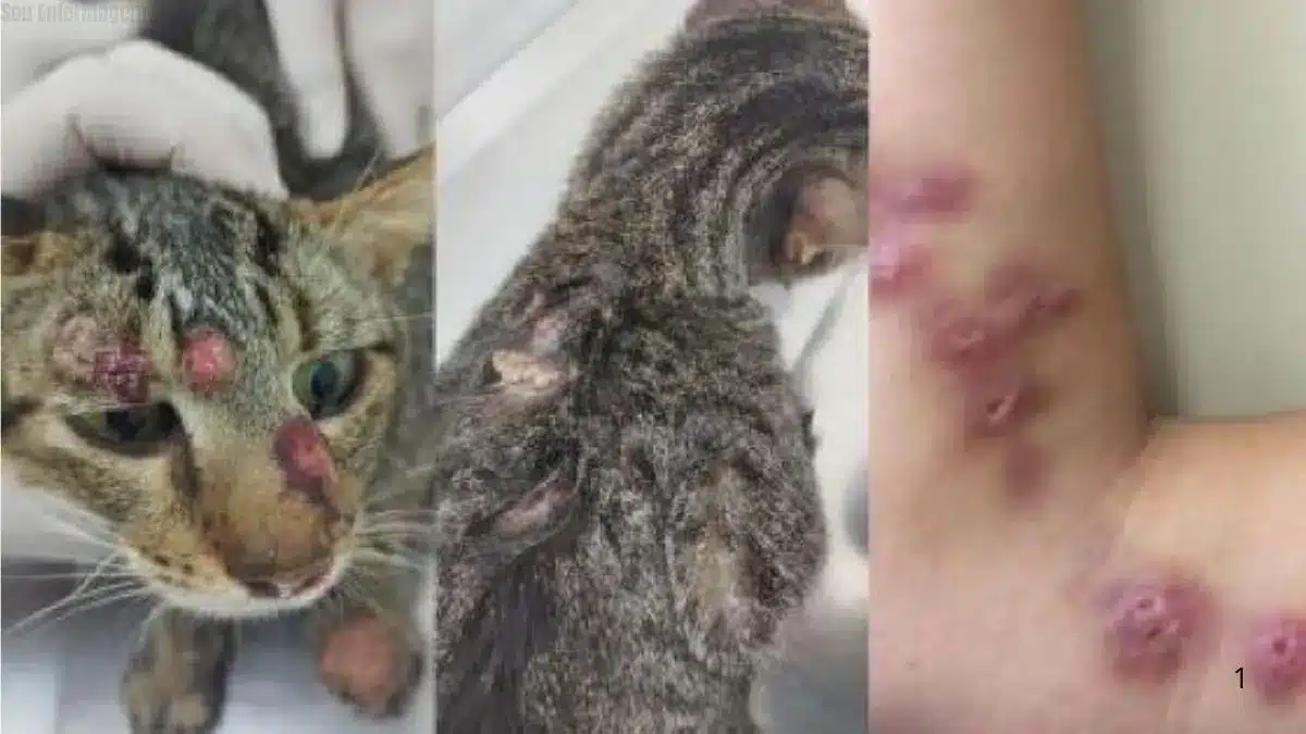 Doença de gato avança em Cuiabá e preocupa especialistas: risco de transmissão para humanos acende alerta sanitário