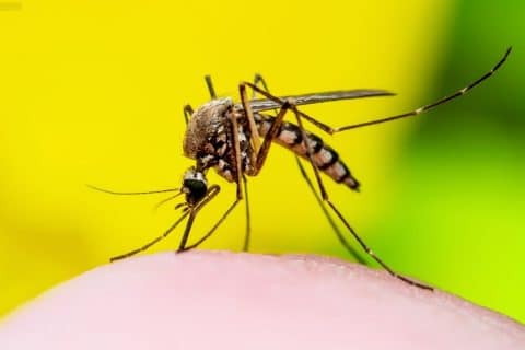 Governo da Colômbia declara emergência sanitária nacional diante do avanço da febre amarela