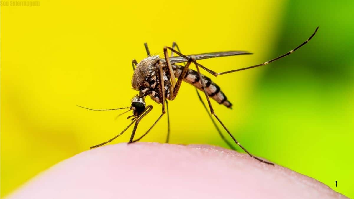 Governo da Colômbia declara emergência sanitária nacional diante do avanço da febre amarela