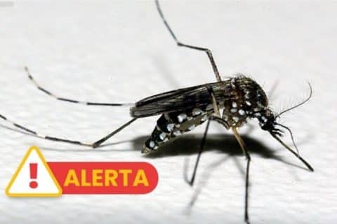Segunda morte por chikungunya é registrada no Rio Grande do Sul, acendendo alerta sobre avanço da doença no estado