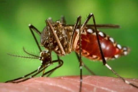 Toledo registra primeira morte por dengue em 2025 e intensifica alerta à população