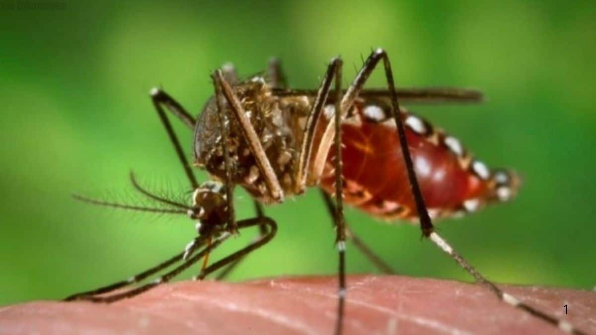 Toledo registra primeira morte por dengue em 2025 e intensifica alerta à população
