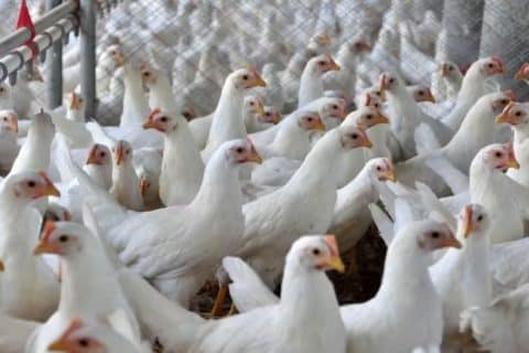 Santa Catarina fecha as portas para aves e ovos do RS após alerta de gripe aviária