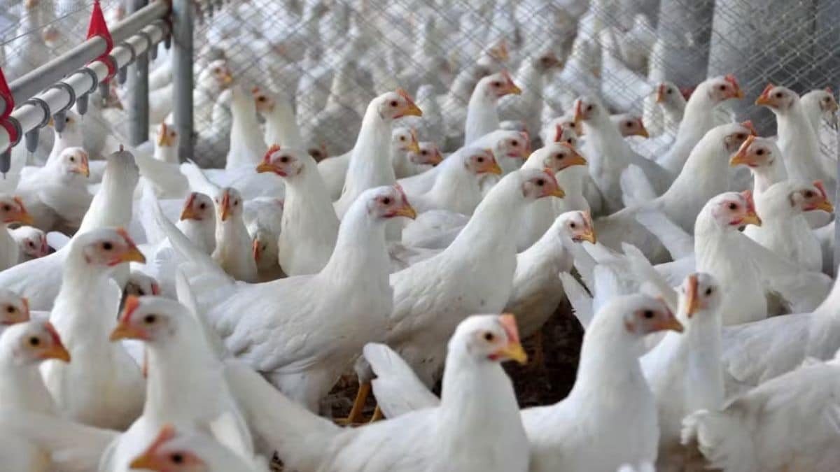 Santa Catarina fecha as portas para aves e ovos do RS após alerta de gripe aviária