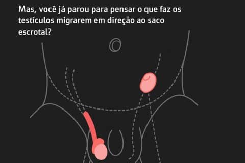 O incrível papel do gubernáculo na descida dos testículos