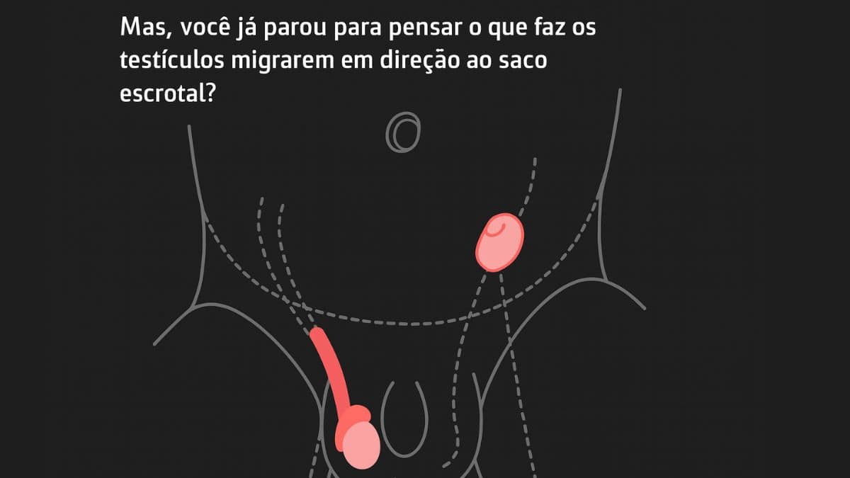 O incrível papel do gubernáculo na descida dos testículos