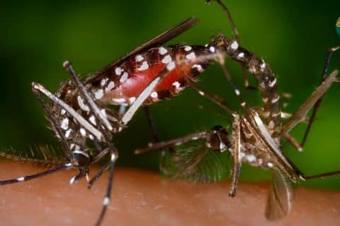 Combate à dengue é intensificado em escolas de SC