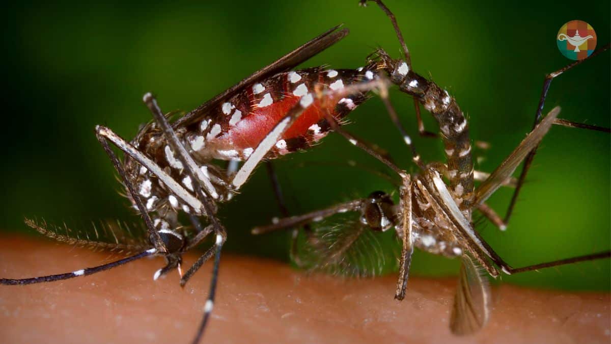 Combate à dengue é intensificado em escolas de SC