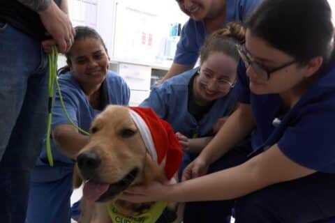 Cão terapeuta traz clima natalino para hospital de Joinville