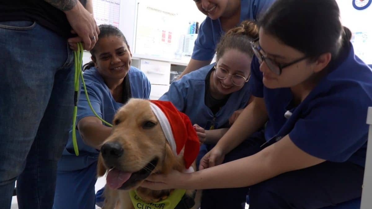 Cão terapeuta traz clima natalino para hospital de Joinville