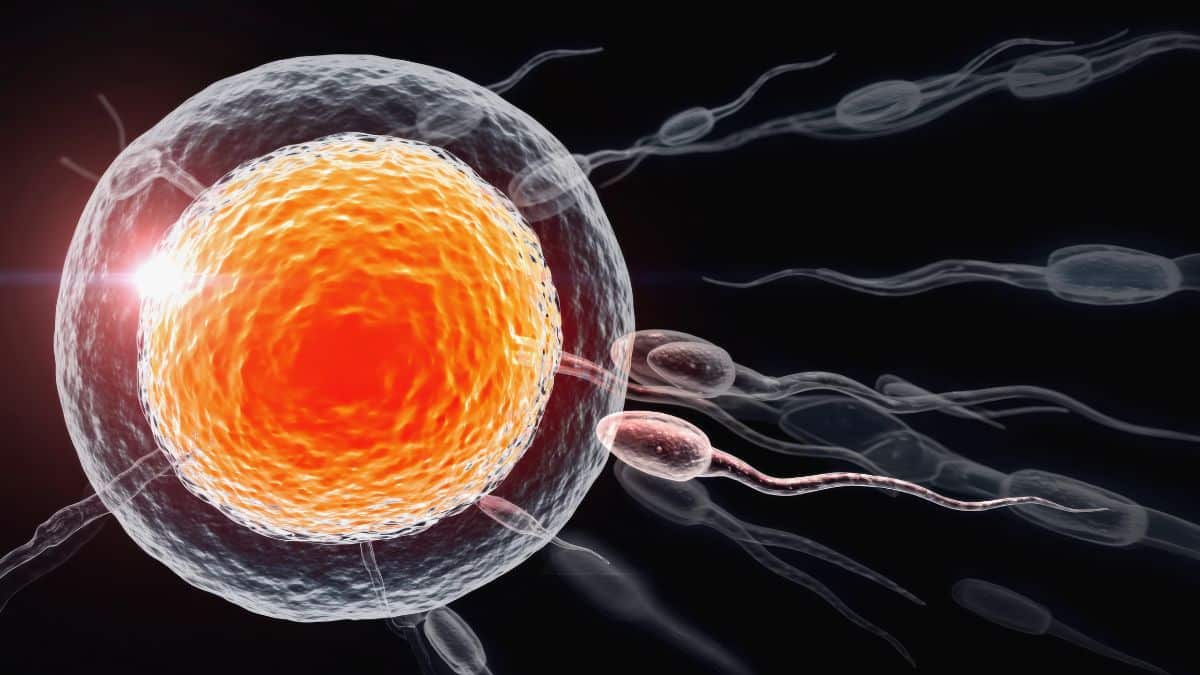 Inteligência artificial amplia a precisão na reprodução assistida