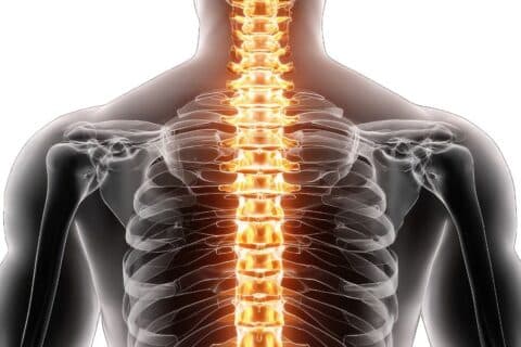 Ilustração da coluna vertebral humana destaca a medula espinhal, em referência a novo tratamento para lesão medular avaliado pela Anvisa