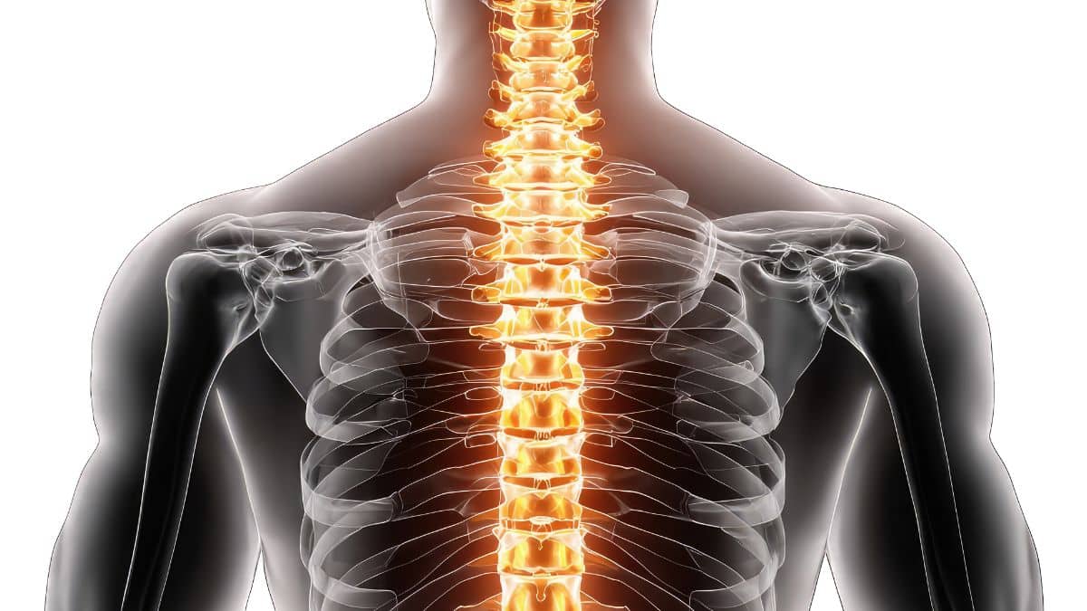 Ilustração da coluna vertebral humana destaca a medula espinhal, em referência a novo tratamento para lesão medular avaliado pela Anvisa
