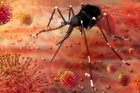 Ilustração científica do mosquito Aedes aegypti em ambiente microscópico, associada à transmissão do vírus Zika e seus impactos na saúde infantil.