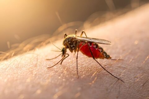 Dengue será um desafio pelos próximos 20 anos, alerta pesquisador