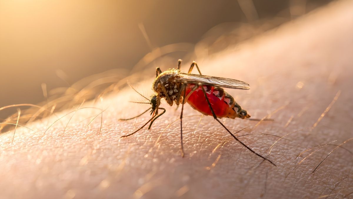 Dengue será um desafio pelos próximos 20 anos, alerta pesquisador