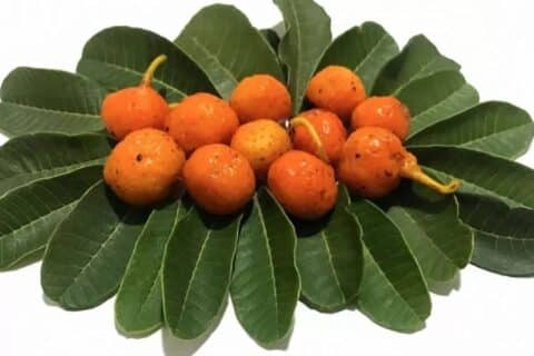 Estudo aponta fruta do Cerrado como rica em vitamina A