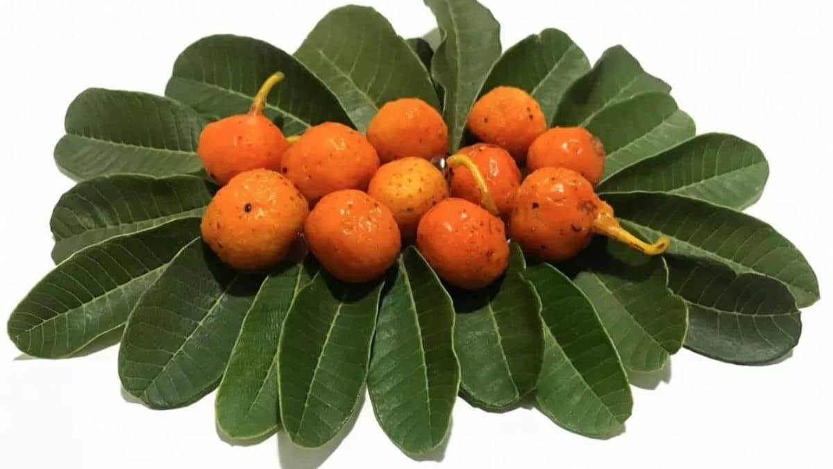 Estudo aponta fruta do Cerrado como rica em vitamina A