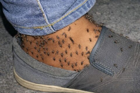 Mosquitos são responsáveis por milhares de casos de doenças