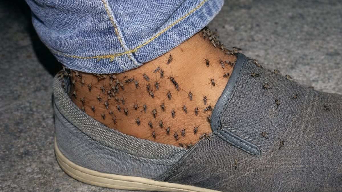 Mosquitos são responsáveis por milhares de casos de doenças