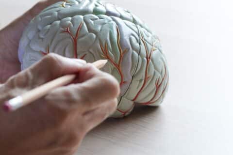Modelo anatômico do cérebro humano sendo analisado por profissional de saúde em explicação sobre AVC