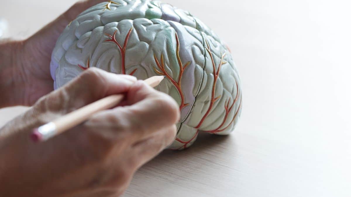 Modelo anatômico do cérebro humano sendo analisado por profissional de saúde em explicação sobre AVC