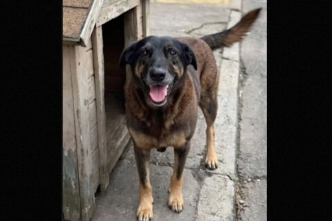 Primeiro hospital veterinário público de SC terá nome em homenagem ao cão Orelha
