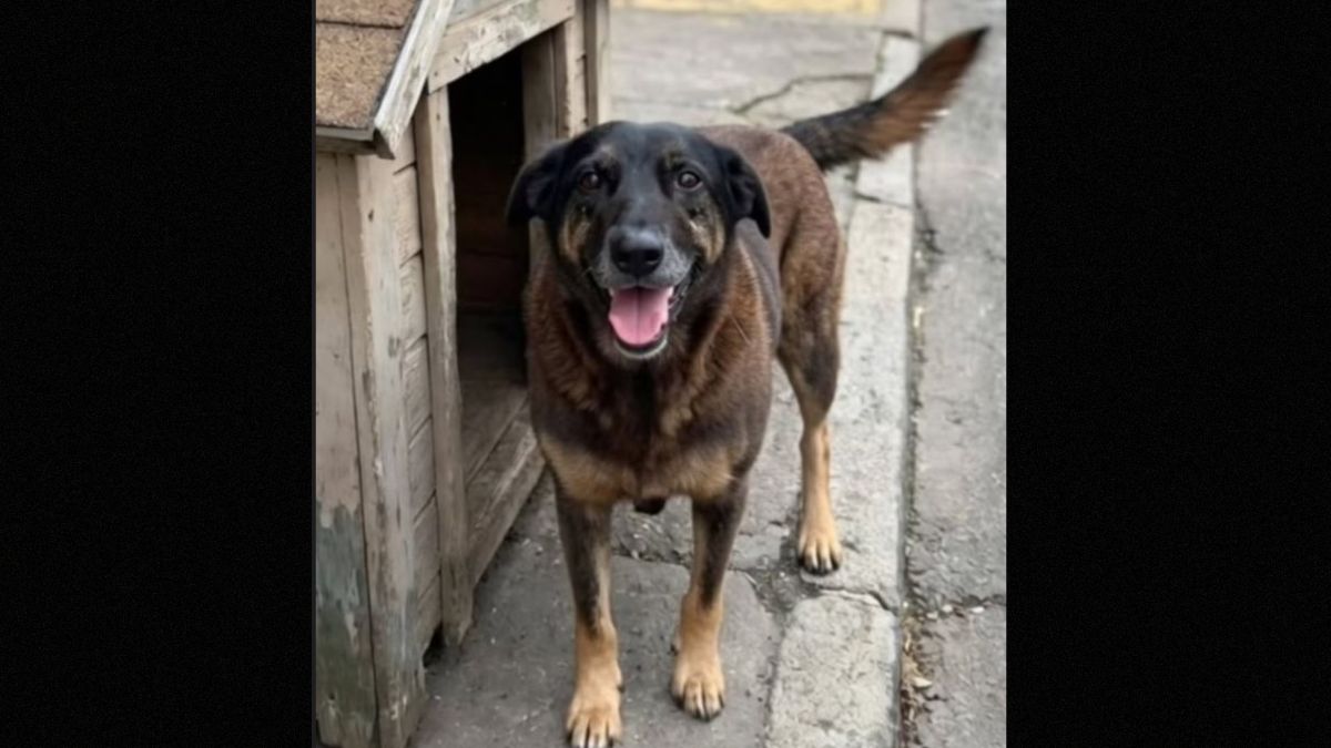 Primeiro hospital veterinário público de SC terá nome em homenagem ao cão Orelha