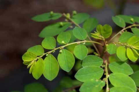 SUS terá primeiro medicamento fitoterápico industrializado da planta