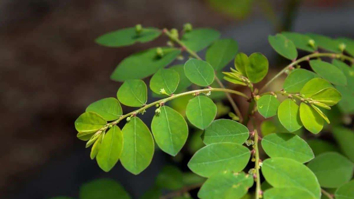 SUS terá primeiro medicamento fitoterápico industrializado da planta