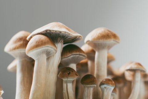 Uso de Cogumelos Alucinógenos na Depressão Gera Debate