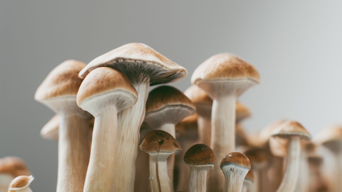 Uso de Cogumelos Alucinógenos na Depressão Gera Debate