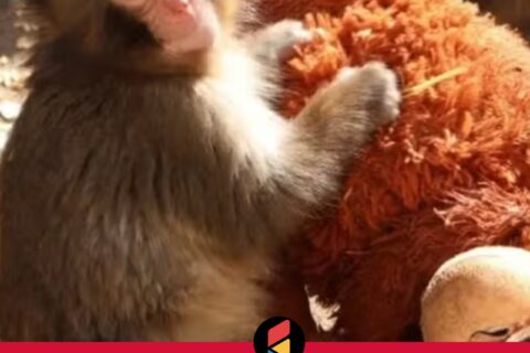 Os animais compreendem o significado da palavra acolhimento