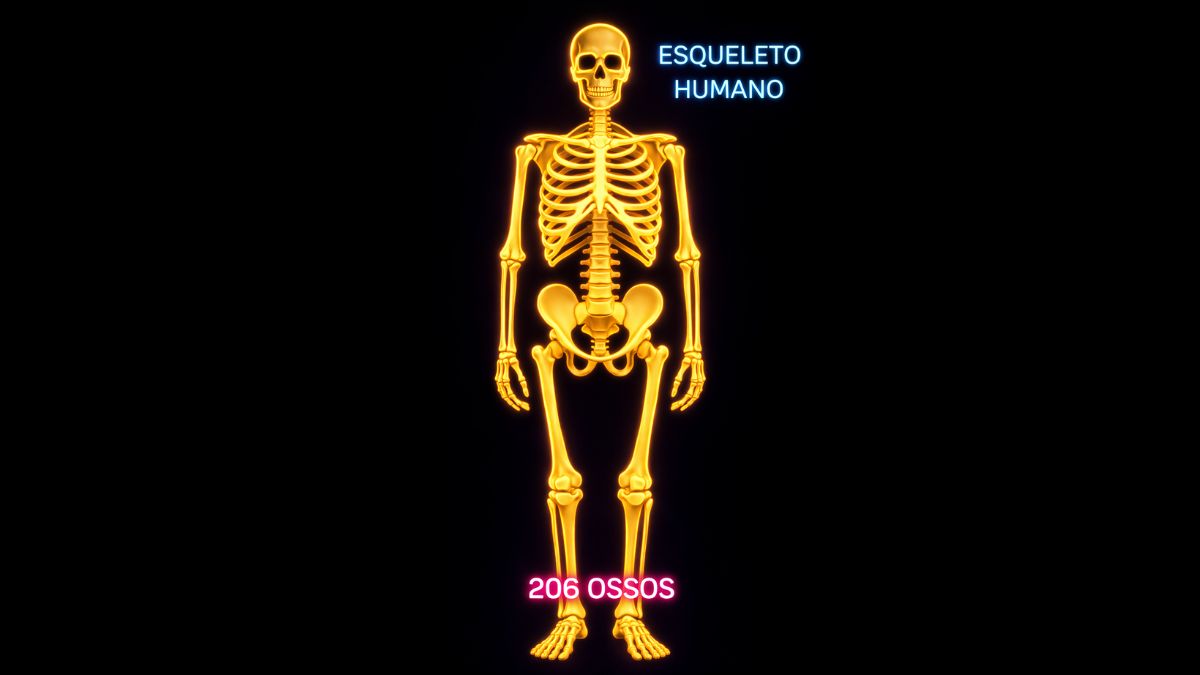 Esqueleto humano impressiona ao sustentar o corpo com 206 ossos e funções vitais