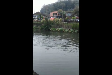 Vídeo: Homem se banha no Rio Cachoeira, de Joinville, e acaba no hospital