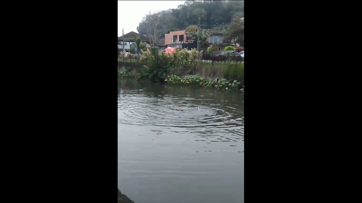Vídeo: Homem se banha no Rio Cachoeira, de Joinville, e acaba no hospital
